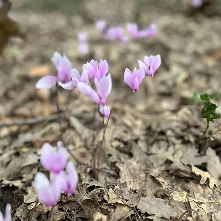 Casa Fugiano, Castiglioni (Marche)