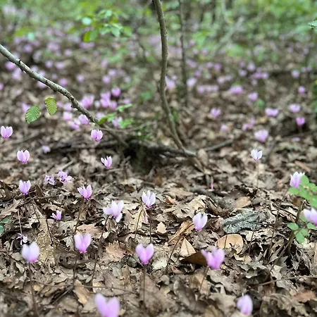 Casa Fugiano, Διαμέρισμα Castiglioni (Marche)